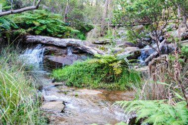 Araluen Botanik Parkı, Batı Avustralya, Perth 'in yaklaşık 30 kilometre güneyindeki Darling Sıradağları' nda korunaklı bir vadide yer almaktadır. Botanik Parkı yaklaşık 59 hektarlık bir alanı kaplıyor.