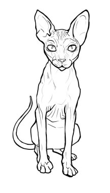 Çizim komik Sphynx kedi doğrusal çizimi. Kızgın, canı sıkkın kel bir kedi. Boyama kitabı sayfası için satır sanatı şablonu. Yazdırma beyaz arkaplanda izole edildi. evcil hayvan çizimi