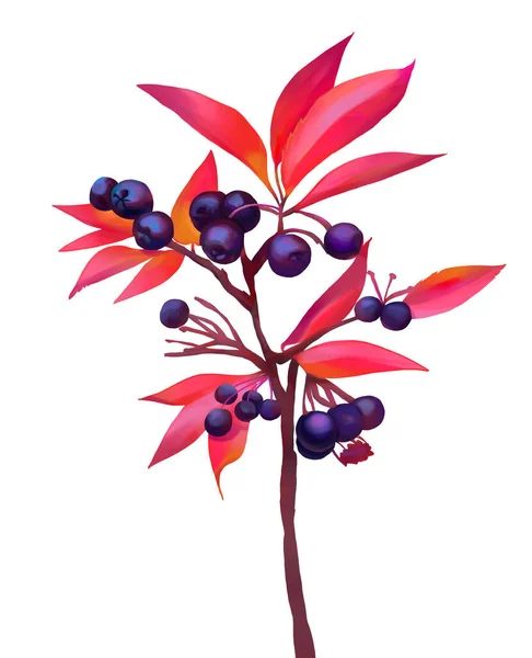 Kırmızı yapraklar ve mor dutlarla ince dallar çizen bitkilerin botanik çizimi. El yapımı egzotik hayvanlar. Kırmızı bitkiler. Oyun tasarımı için clipart. Sonbaharda böğürtlen ağacı