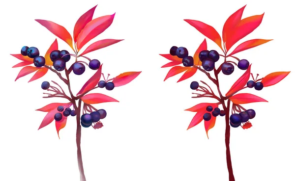 Kırmızı yapraklar ve mor dutlarla ince dallar çizen bitkilerin botanik çizimi. El yapımı egzotik hayvanlar. Kırmızı bitkiler. Oyun tasarımı için clipart. Sonbaharda böğürtlen ağacı