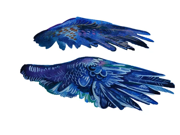 Suluboya melek kanatları çiziyor. Clipart kuş kanatlarının farklı açıları var. Özgürlük ya da yaratıcılık kavramı. El yapımı pegasus, kuş, melek, papağan, muhteşem hayali yaratık, periler.