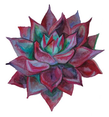 Echeveria 'nın egzotik bitkilerini çeken suluboya. Tropik çiçeklerin kırmızı rengi. Pankart, broşür, klişe, tasarım, duvar kağıdı için sulu botanik çizimler. parlak renkli bitki