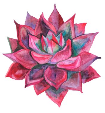 Echeveria 'nın egzotik bitkilerini çeken suluboya. Tropik çiçeklerin kırmızı rengi. Pankart, broşür, klişe, tasarım, duvar kağıdı için sulu botanik çizimler. parlak renkli bitki