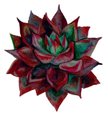Echeveria 'nın egzotik bitkilerini çeken suluboya. Tropik çiçeklerin kırmızı rengi. Pankart, broşür, klişe, tasarım, duvar kağıdı için sulu botanik çizimler. parlak renkli bitki