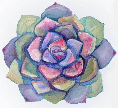 Echeveria 'nın egzotik bitkilerini çeken suluboya. Tropikal çiçeklerin gökkuşağı rengi. Lezzetli botanik çizimi çiçek süsleme elementi tasarımı kartpostal paketleme güzel bitkiler 