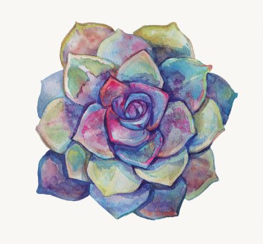 Echeveria 'nın egzotik bitkilerini çeken suluboya. Tropikal çiçeklerin gökkuşağı rengi. Lezzetli botanik çizimi çiçek süsleme elementi tasarımı kartpostal paketleme güzel bitkiler 