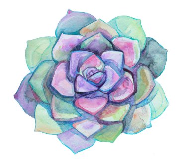 Echeveria 'nın egzotik bitkilerini çeken suluboya. Tropikal çiçeklerin gökkuşağı rengi. Lezzetli botanik çizimi çiçek süsleme elementi tasarımı kartpostal paketleme güzel bitkiler 