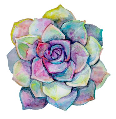 Echeveria 'nın egzotik bitkilerini çeken suluboya. Tropikal çiçeklerin gökkuşağı rengi. Lezzetli botanik çizimi çiçek süsleme elementi tasarımı kartpostal paketleme güzel bitkiler 