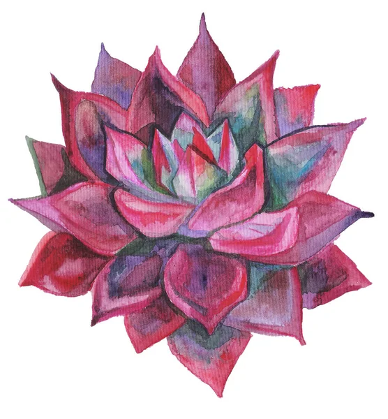 Echeveria 'nın egzotik bitkilerini çeken suluboya. Tropik çiçeklerin kırmızı rengi. Pankart, broşür, klişe, tasarım, duvar kağıdı için sulu botanik çizimler. parlak renkli bitki