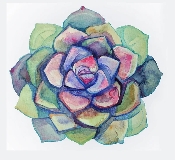 Echeveria 'nın egzotik bitkilerini çeken suluboya. Tropikal çiçeklerin gökkuşağı rengi. Lezzetli botanik çizimi çiçek süsleme elementi tasarımı kartpostal paketleme güzel bitkiler 