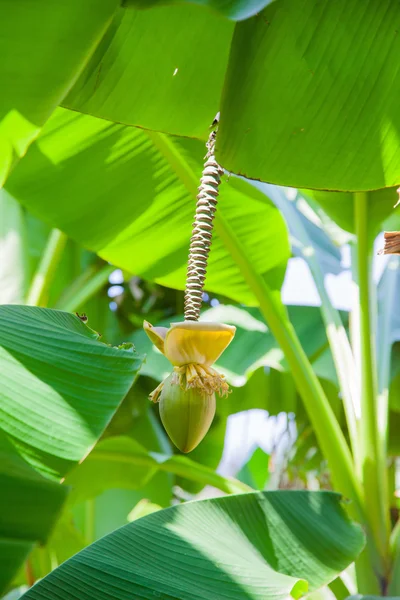 Closed Banana Plant Blossom hanging from a plant