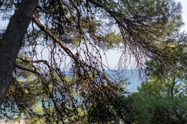 Denizin içinde belgili tanımlık geçmiş için ormandan görüntüleyin