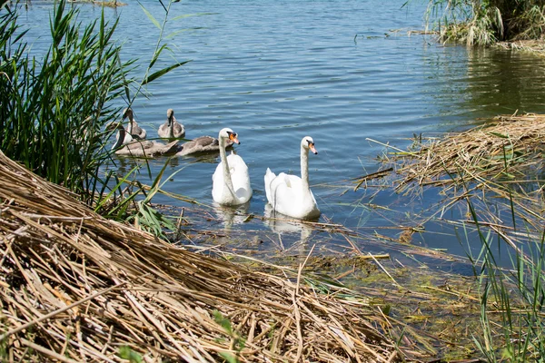 Schwäne und Enten schwimmen im See. — Stockfoto