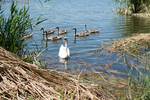 Swans and ducks swiming in the lake. — Stock Photo, Image