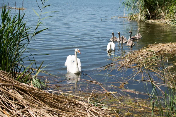 Schwäne und Enten schwimmen im See. — Stockfoto