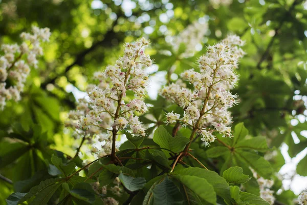 Wiosna blossom w parku — Zdjęcie stockowe