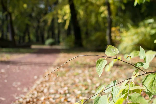 Зеленые листья в парке, возле спортивной беговой дорожки . — стоковое фото