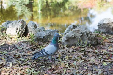 Parktaki güvercin..