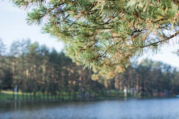 stock image Beautiful tree in the park, beside large lake