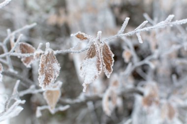 Yaprakları kar ve buz kaplı