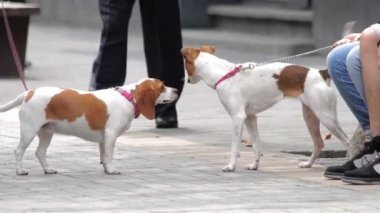 Mexico City, Meksika-Temmuz 2014: Terrier köpek etkileşim ve başka bir köpek koklama.