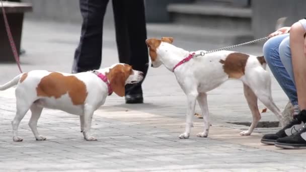 Mexico by, Mexico juli 2014: Terrier dog interacting and sniffing another dog . – stockvideo