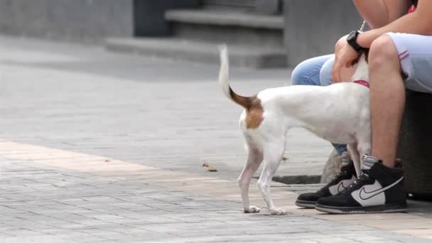 Ciudad de México, México- Julio 2014: Perro Terrier interactuando con su dueño . — Vídeos de Stock