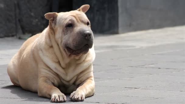 Мехіко, Мексика-липня 2014: Стара і жиру Pitbull собака, відпочиваючи в тротуарі. — стокове відео