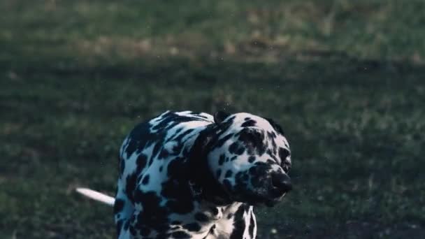 Dalmatian — Stock Video