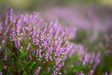 Ormandaki Dof çiçek açan heather