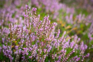 Ormandaki Dof çiçek açan heather