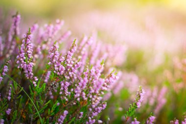 Ormandaki Dof çiçek açan heather