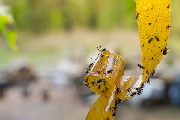 Yapışkanlı sinek kağıdından Dof üzerinde ölü sinekler — Stok fotoğraf