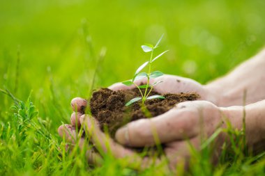 İnsan bir küçük yeşil bitki toprak ile yeşil çim arka plan üzerinde elinde tutuyor