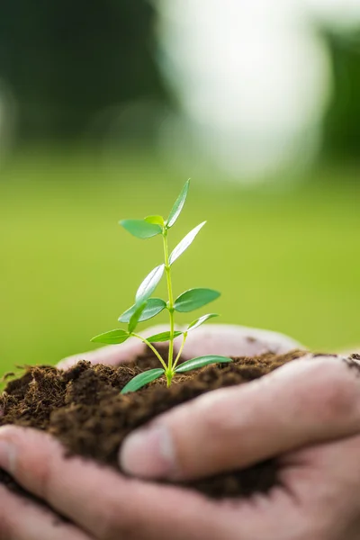 Człowieka jest gospodarstwa małe zielone roślin z gleby w ręce nad zielona trawa tło — Zdjęcie stockowe