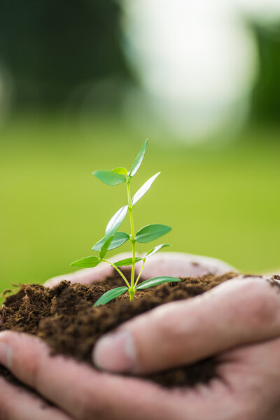 Human is holding a small green plant with soil in hands over the green grass background