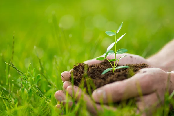 Člověk se drží malá zelená rostlina s půdou v rukou pozadí zelené trávy — Stock fotografie