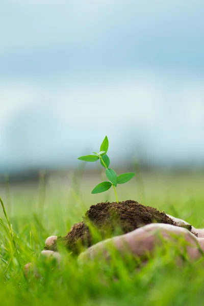 Mänskliga håller en liten grön växt med jord i händer över den gröna gräset bakgrunden — Stockfoto