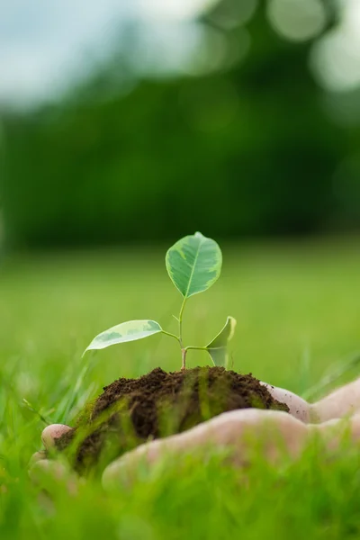 人权是小的绿色的植物与土壤手里拿着绿草的背景 — 图库照片