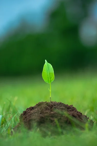 小绿色的植物开始从纯土增长绿草背景 — 图库照片