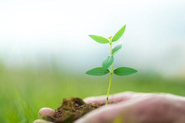 Human is holding a small green plant with soil in hands over the green grass background