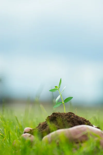 人权是小的绿色的植物与土壤手里拿着绿草的背景 — 图库照片