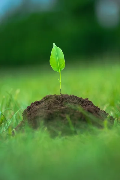 小绿色的植物开始从纯土增长绿草背景 — 图库照片