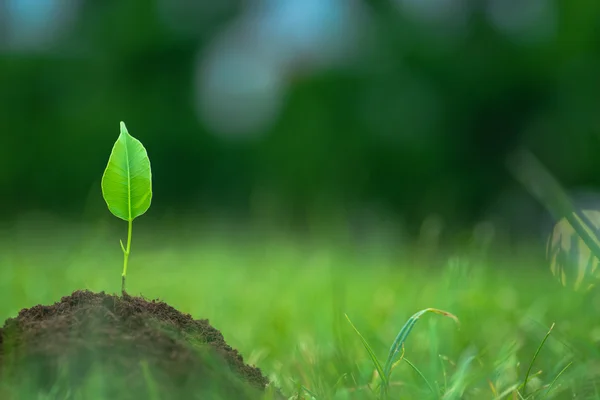 Malá zelená rostlina začíná růst z čisté půdy nad pozadí zelené trávy — Stock fotografie