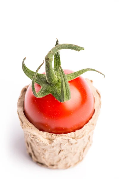 Fresh cherry tomato in a cardboard cup, isolated — Stock Photo, Image