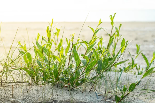 Green bush in the rays of the evening sun at the seaside — Stock Photo, Image