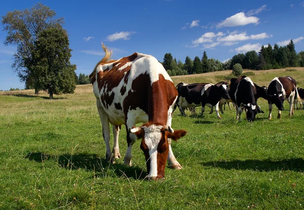 Las vacas pastan en el campo con hierba verde — Foto de Stock
