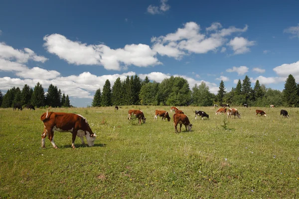 Orman ile sahada yeşil çim yeme inek sürüsü — Stok fotoğraf