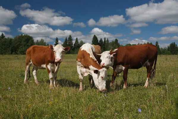Vacas em um campo verde com bosques no fundo — Fotografia de Stock