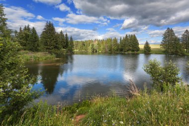 Çim ve çiçek kıyısında ile orman göl